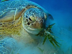 Green Sea Turtle having a messy lunch by James Dawson 